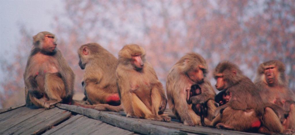 狒狒动物园第1集 61.jpg