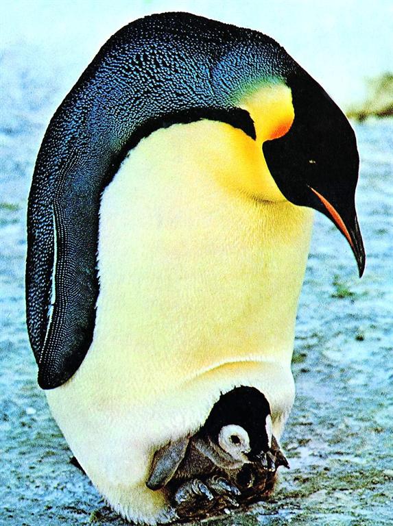 高清企鹅图片