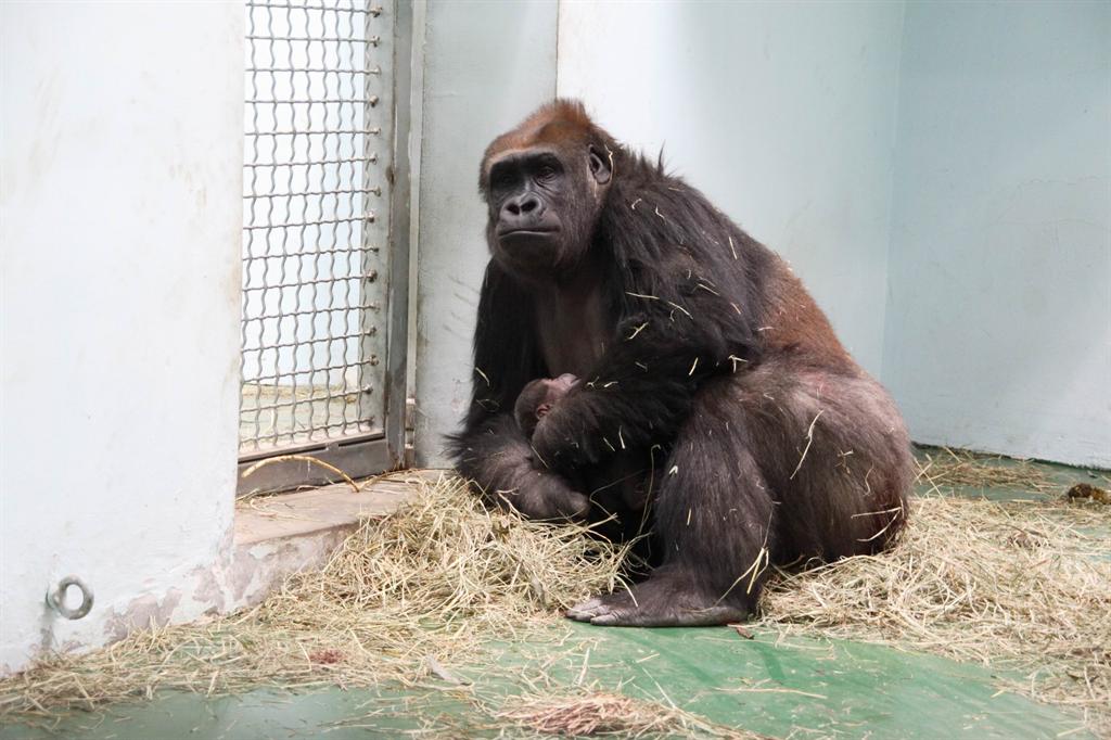 上海动物园的一头名叫阿斯特拉的大猩猩在辛苦怀胎8个多月后,顺利的产