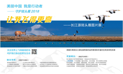 D-斑头雁-序-01_调整大小.jpg