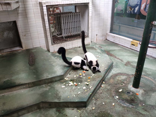 领狐猴的跨国良缘1.jpg