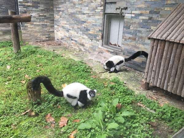 领狐猴的跨国良缘2.jpg