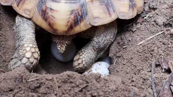 乌龟怎么留龟壳 6371530514425110765607895251a14b37.jpg