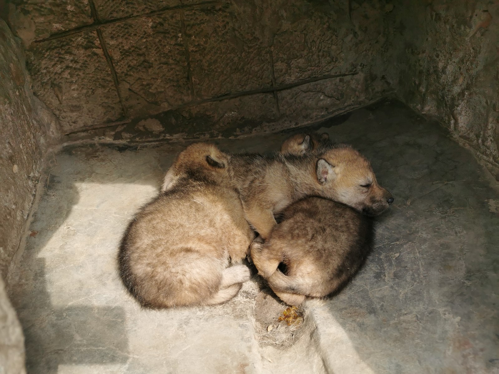 青狼2.jpg 青狼2.jpg