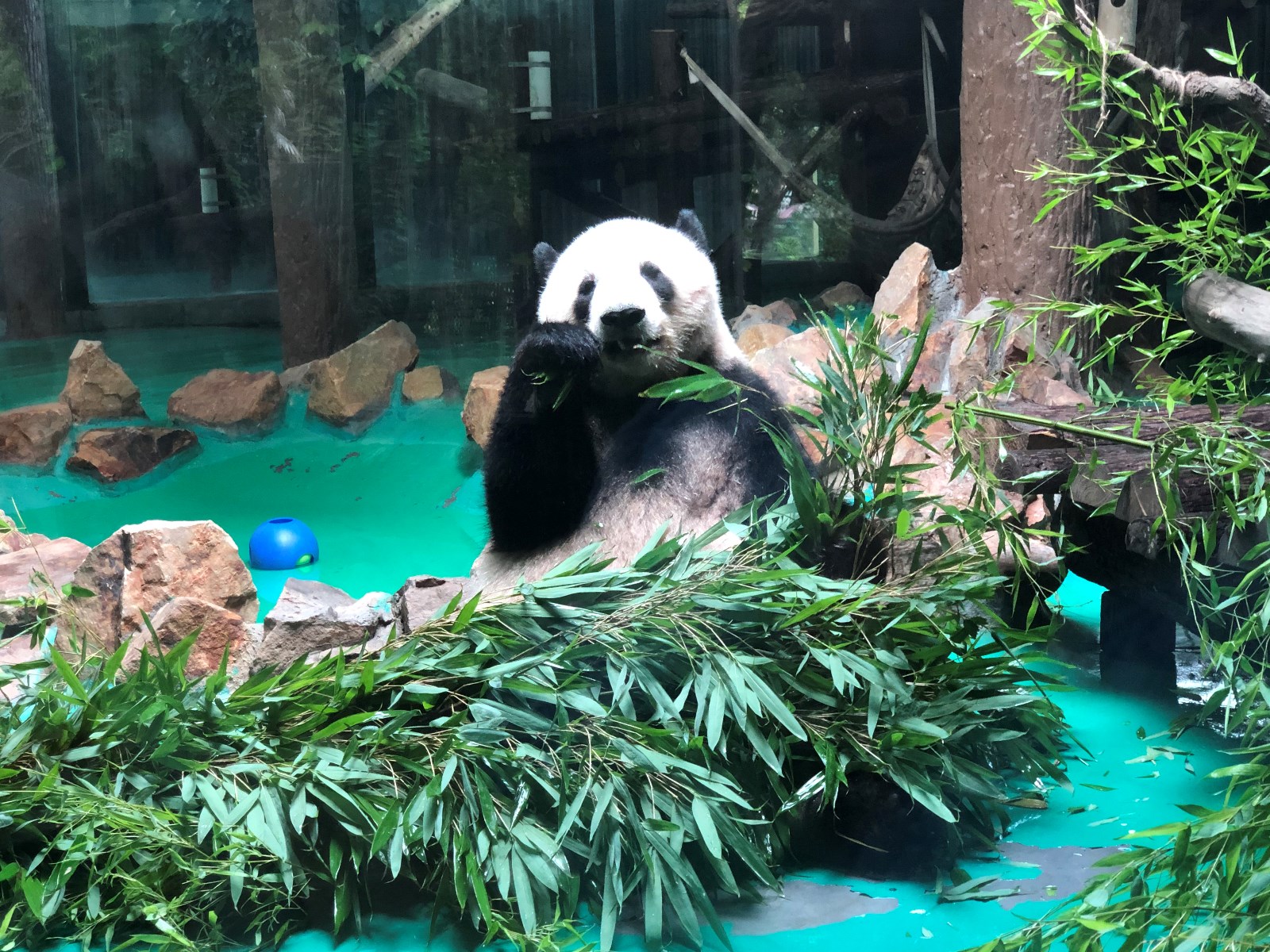 撸竹子.jpg 撸竹子.jpg