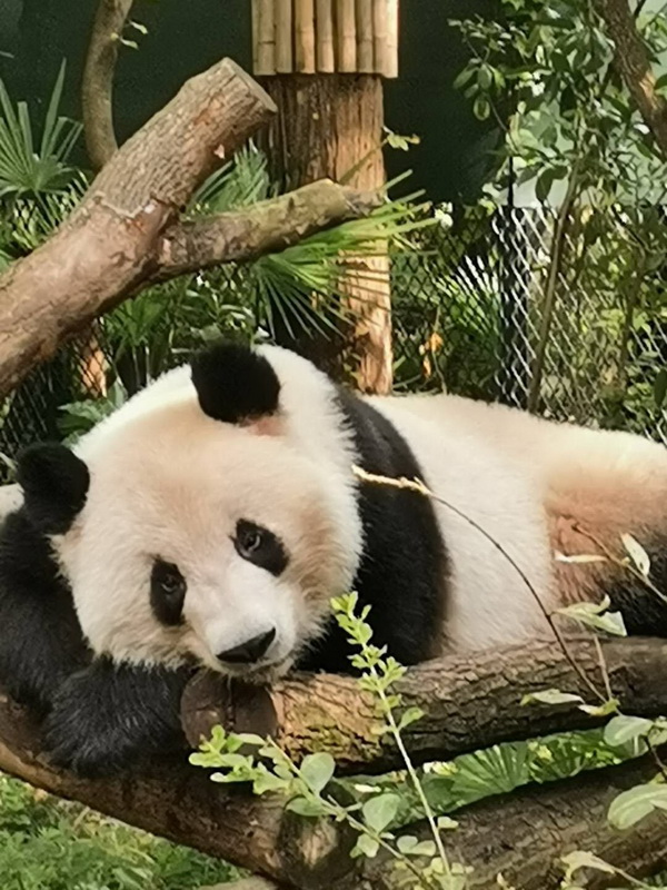 星光和风睡姿4.jpg