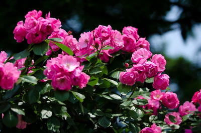 最美月季花风景 20120515143119828.jpg