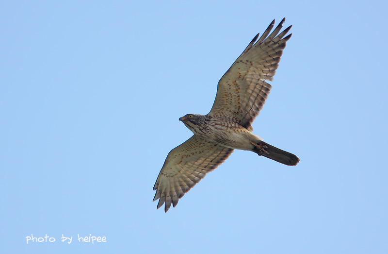 鵟鹰简介 20121120223828687.jpg