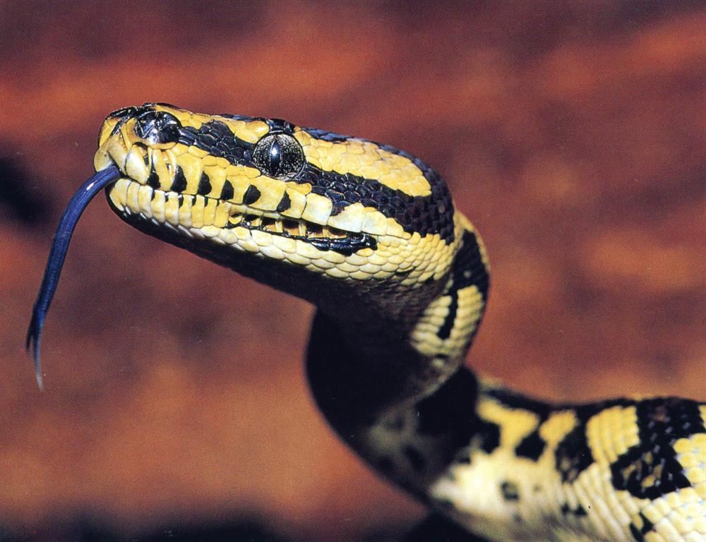 蟒蛇吐信丛林蟒蟒蛇吞鸡