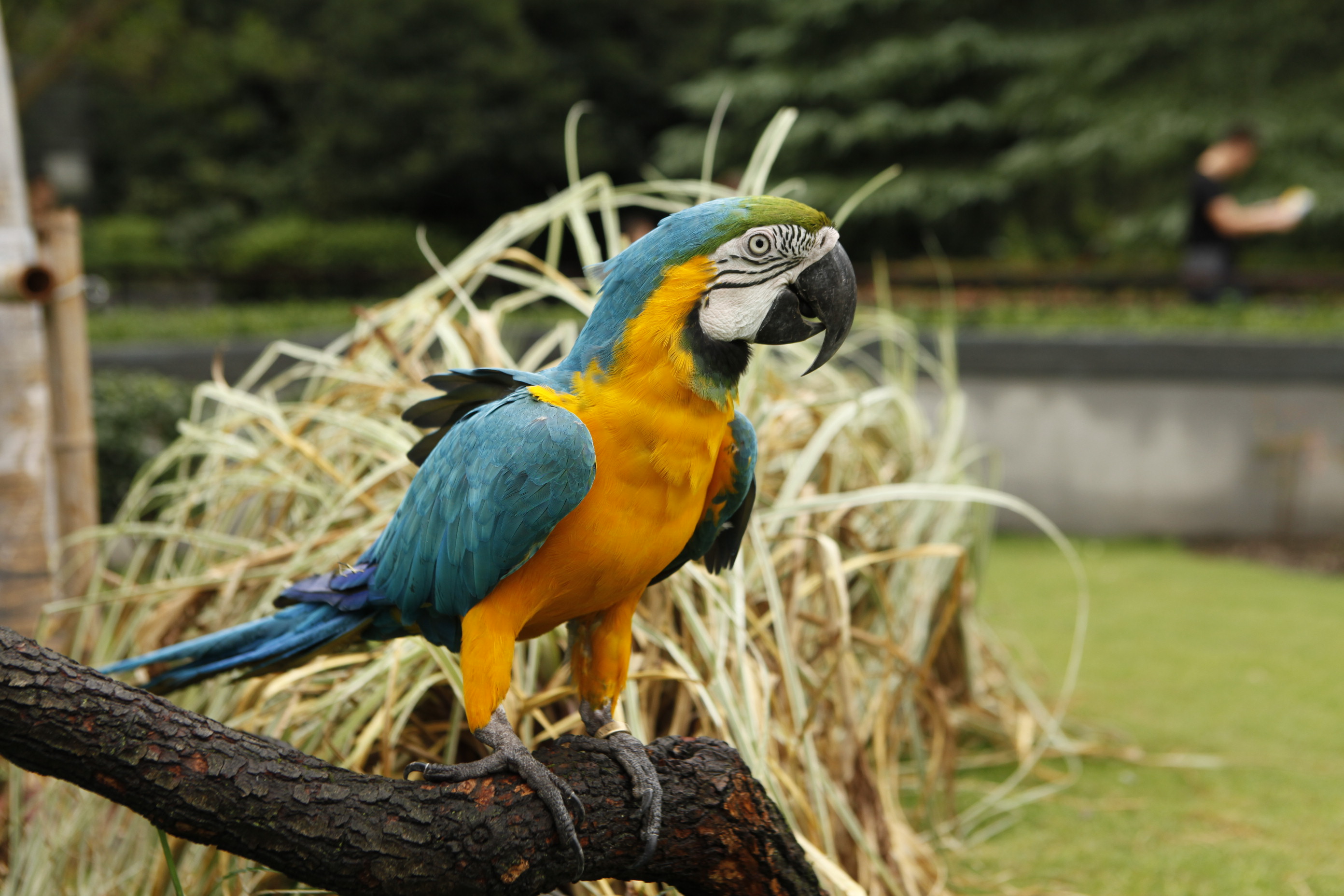上海动物园新建金刚鹦鹉展区国庆佳节精彩亮相