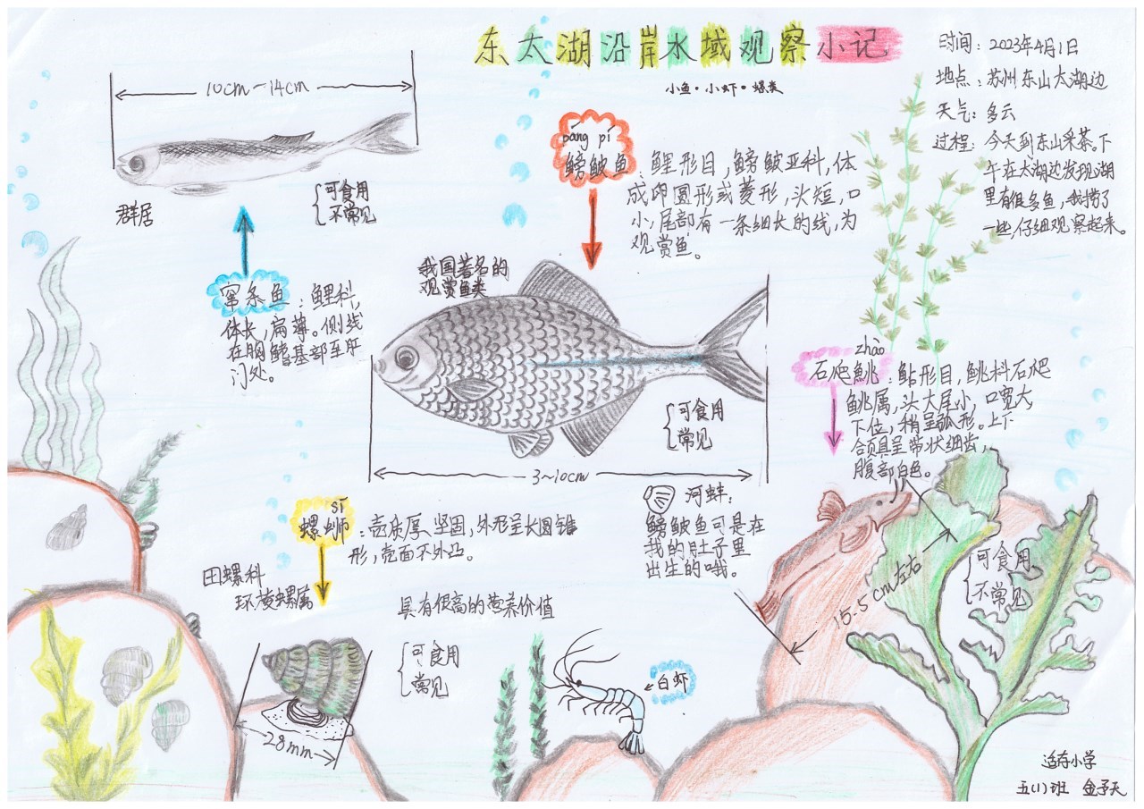 01一等奖%20东太湖沿岸水域小记%20金予天.jpg