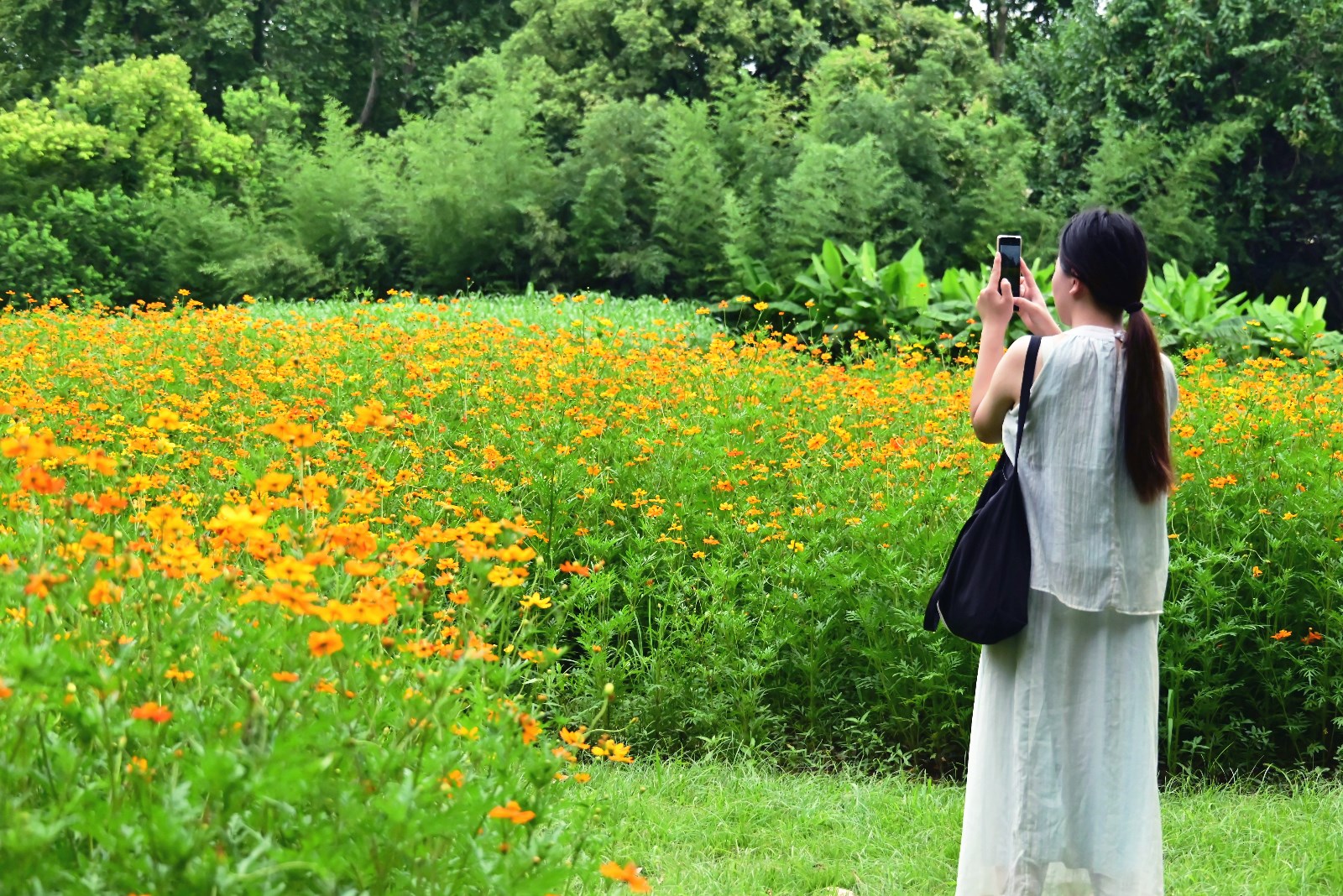 20250806硫华菊 (12).JPG