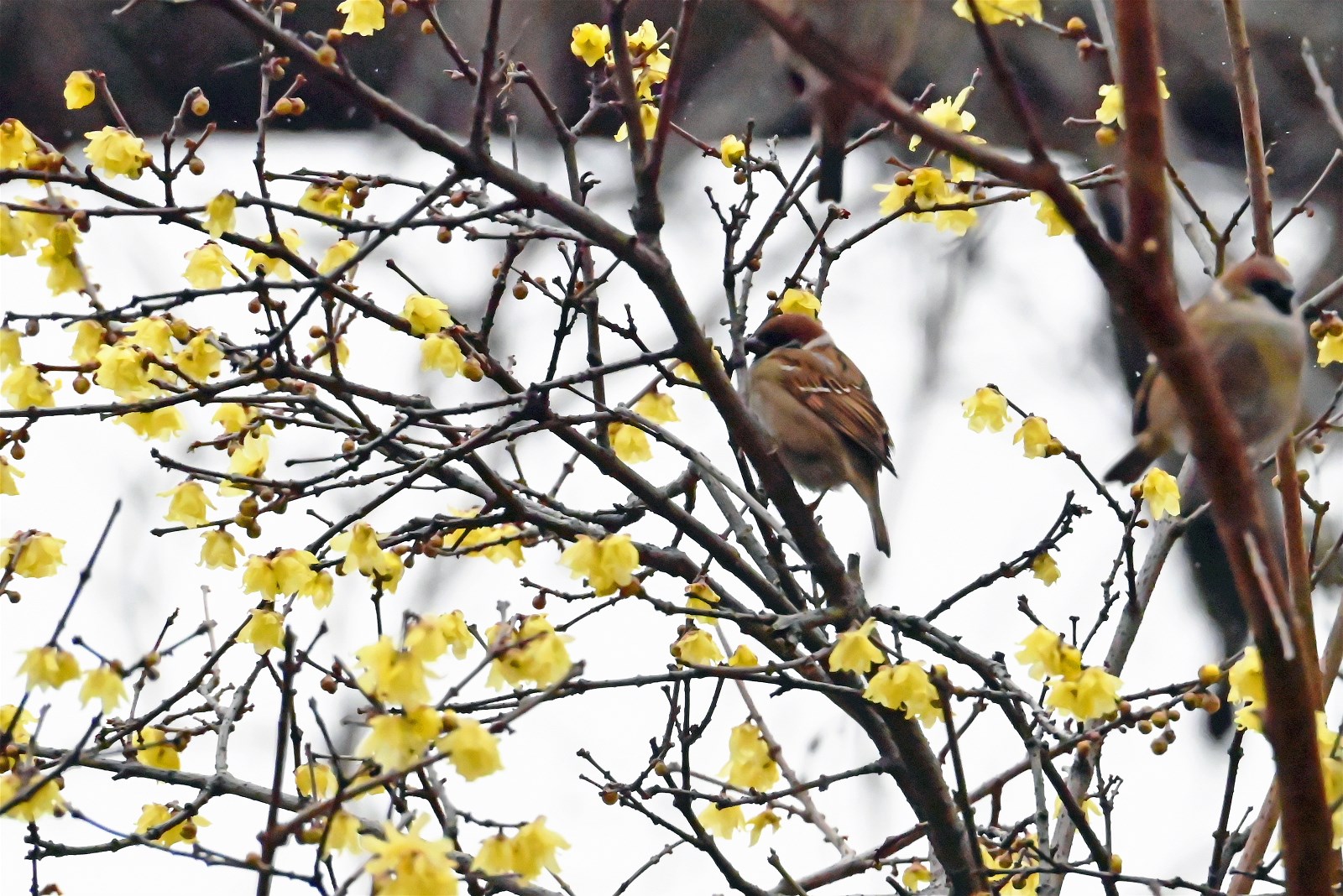 20250120蜡梅 (7).JPG