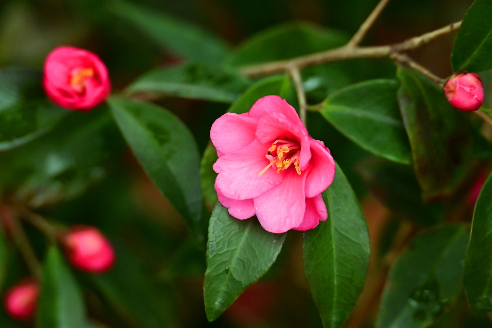 束花茶花 (1).JPG